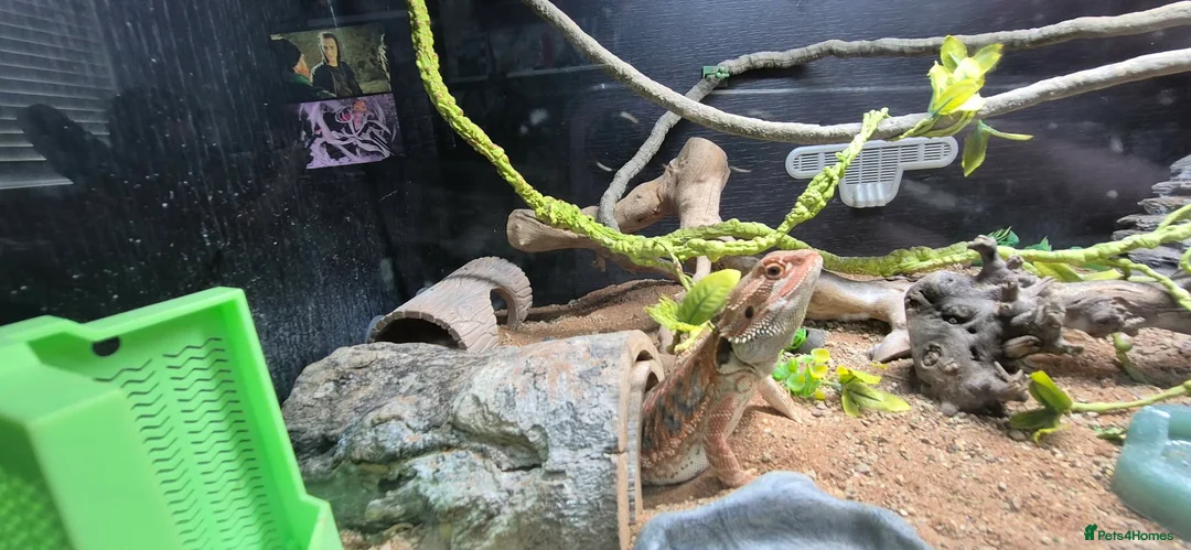 Bearded Dragon reptiles for sale: 2 X Juvenile Bearder dragons - Advert 1