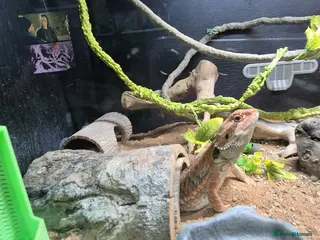 Bearded Dragon reptiles 2 X Juvenile Bearder dragons - Advert 1