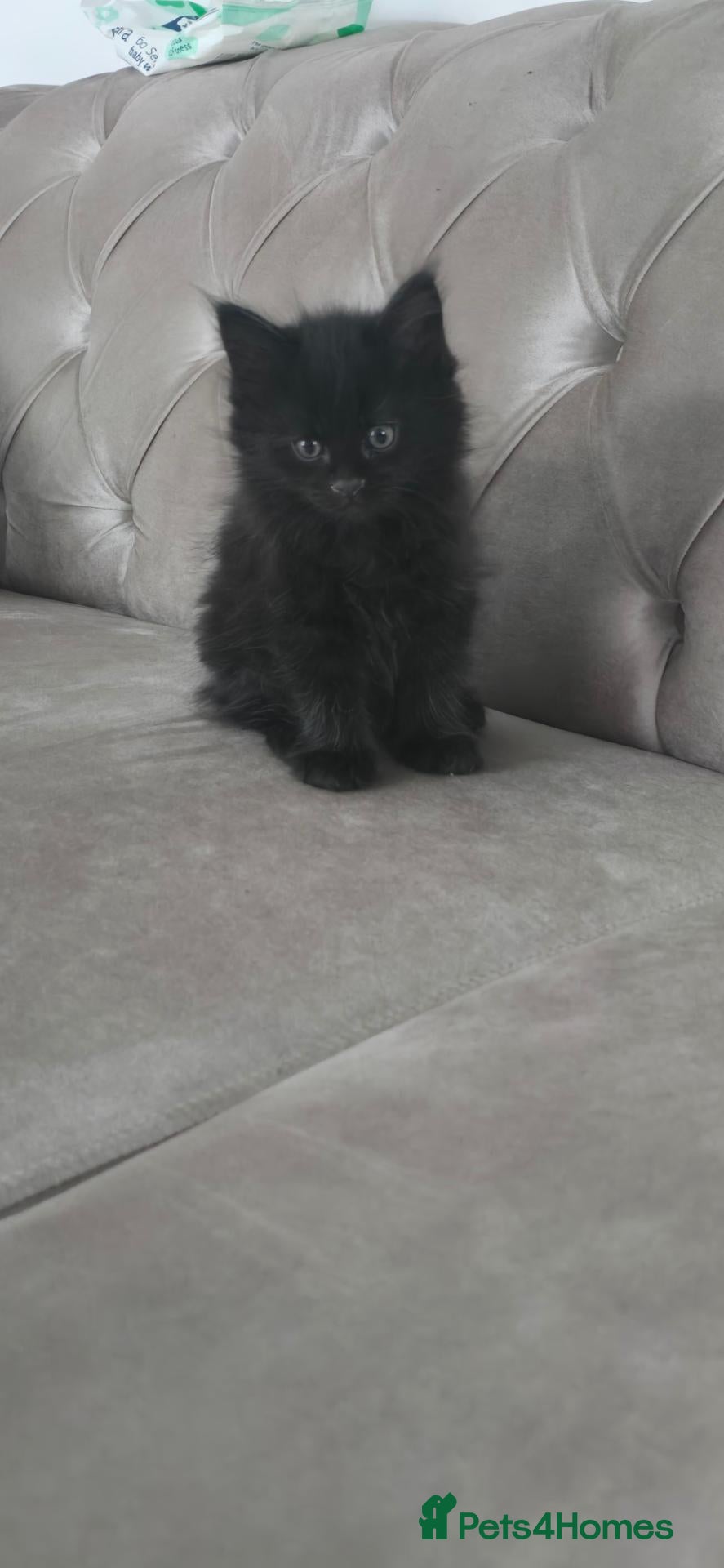 Maine Coon cats for sale: Tice registered maine coons - Advert 2