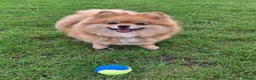 Pomeranian dogs for sale: Beautiful pomeranian pups due in 3wks time in Weston-super-Mare - Advert 4