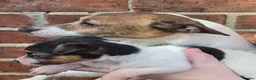 Jack Russell dogs for sale: Short haired Jack Russell puppy - Advert 6