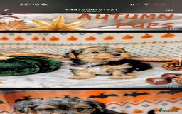 Yorkshire Terrier dogs for sale: 7 male Yorkshire terriers ready to leave.  - Image 20