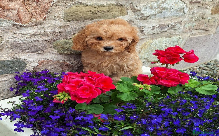 Cavapoochon dogs - Advert 1