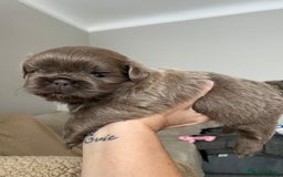 Shih Tzu dogs for sale: BLUE CARRING CHOC/LILAC IMPERIAL BOYS - Image 9