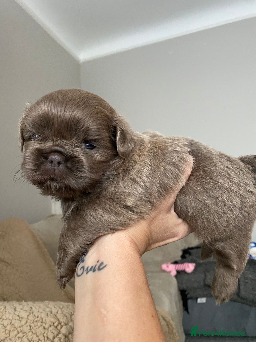 Shih Tzu dogs for sale: BLUE CARRING CHOC/LILAC IMPERIAL BOYS - Image 9