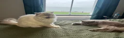 Mixed Breed cats for sale: 3 gorgeous neutered boys  in Westgate-on-Sea - Advert 4