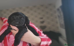 Cocker Spaniel dogs for sale: Cocker Spaniel Puppies🐕🐕 READY 30TH NOVEMBER 💙 - Advert 19