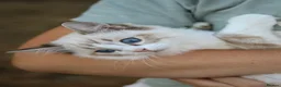 Ragdoll cats for sale: Tica Registered 💎 Ragdoll Kittens - Advert 6