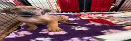 Rhodesian Ridgeback dogs for sale: Exceptionally Health Tested KC Ridgeback Puppies - Advert 8