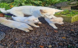 German Shepherd dogs for sale: Gorgeous long coated German Shepherd puppies - Image 13
