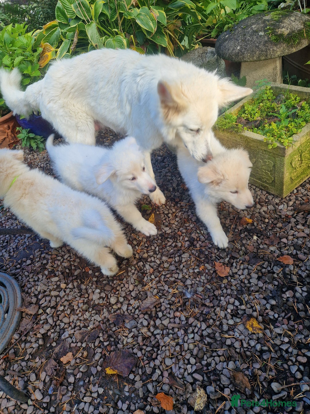 German Shepherd dogs for sale: Gorgeous long coated German Shepherd puppies - Image 13