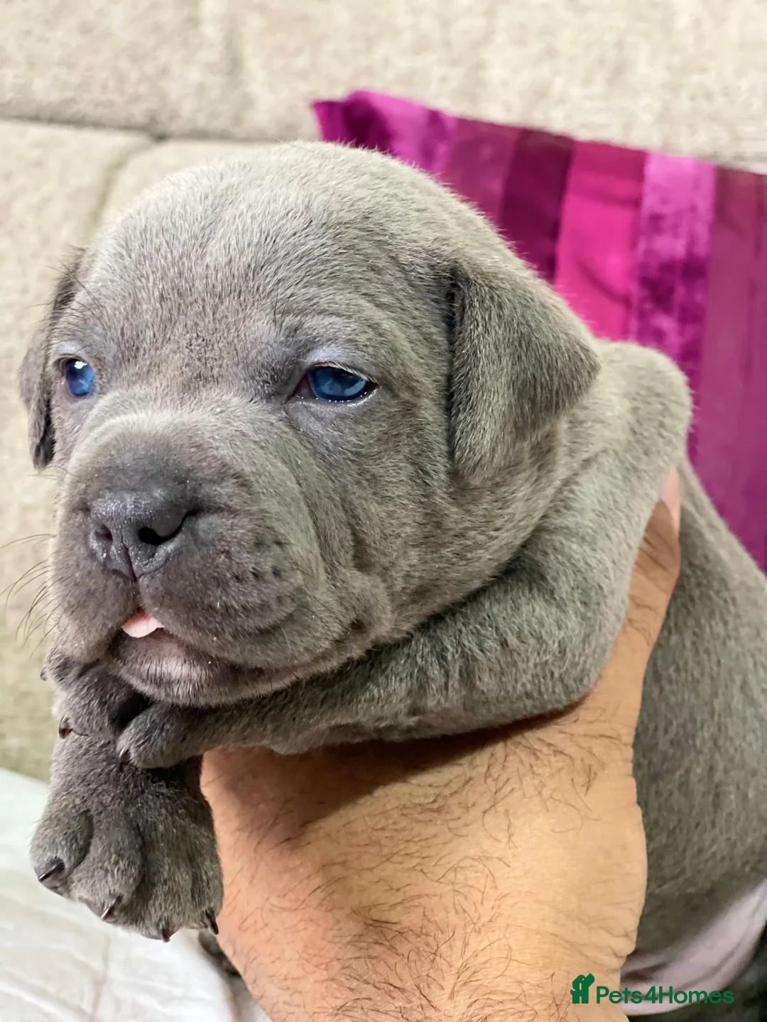 Staffordshire Bull Terrier dogs for stud: PRINCE- SOLID BLUE CHAMPION BRED in Smethwick - Advert 15
