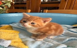 Mixed Breed cats for sale: Two beautiful boy kittens for sale  - Image 6