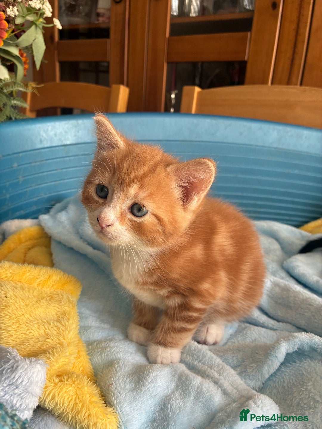 Mixed Breed cats for sale: Two beautiful boy kittens for sale  - Image 6