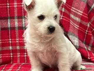 West Highland Terrier dogs Stunning west highland terrier puppy - Advert 7