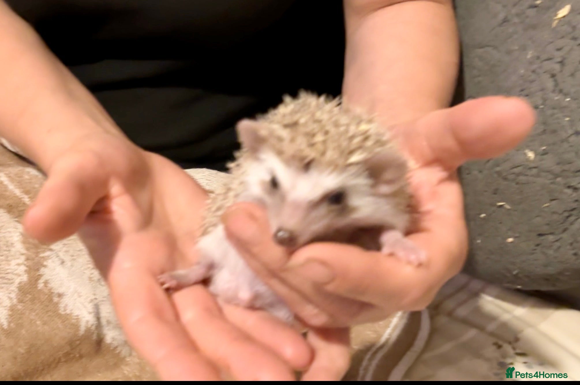 Pygmy Hedgehog rodents New liter African Pygmy Hedgehog hoglets  - Advert 2