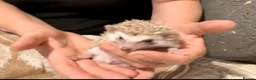 Pygmy Hedgehog rodents for sale: African Pygmy Hedgehog hoglet  baby’s  - Advert 3