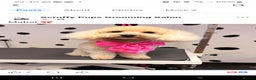 Poochon dogs for sale: F1b Apricot Poochon - Advert 6