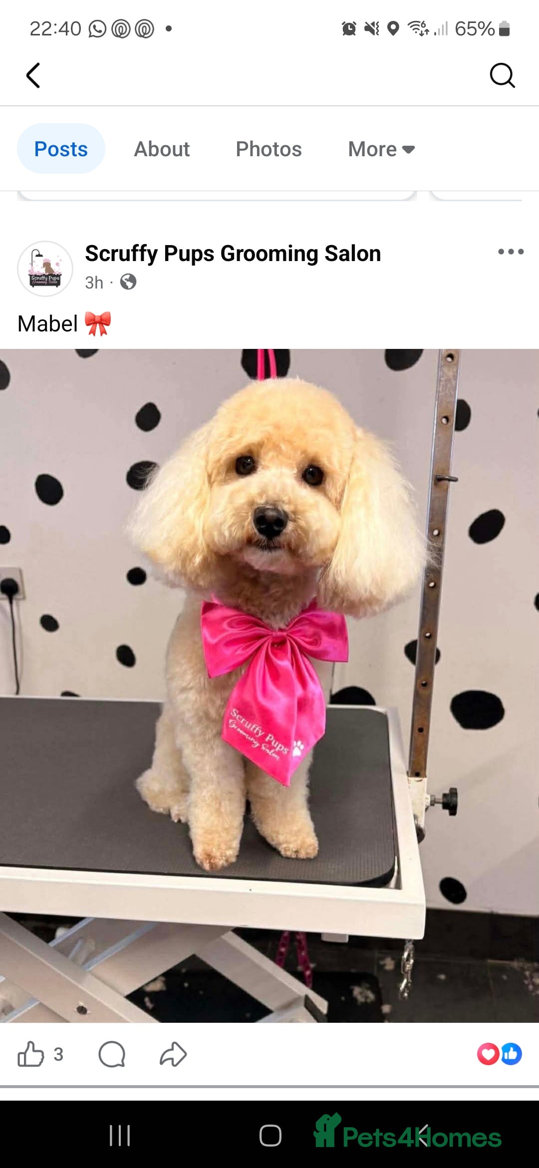 Poochon dogs for sale: F1b Apricot Poochon - Advert 6