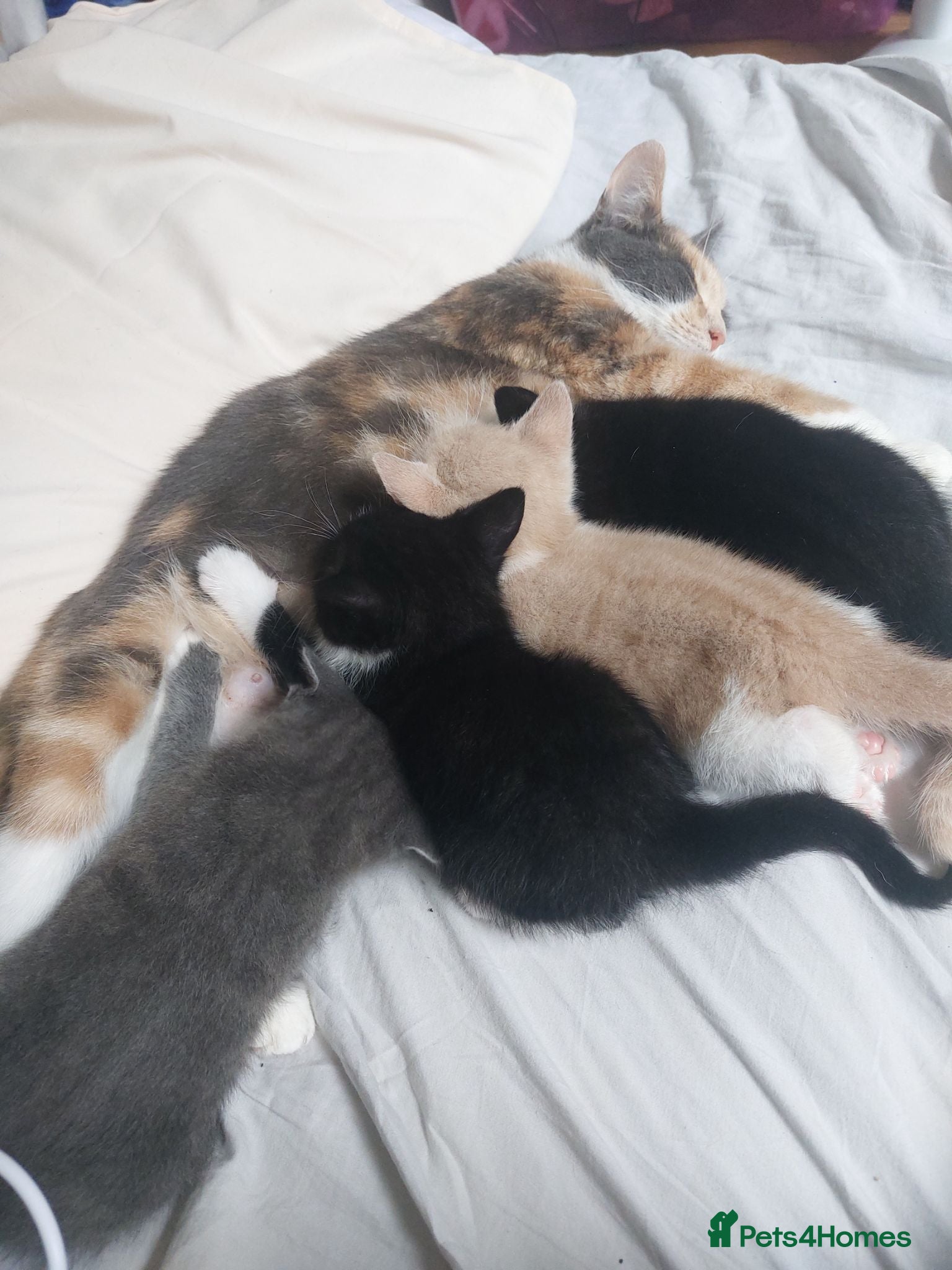 Mixed Breed cats 2 kittens - Advert 1