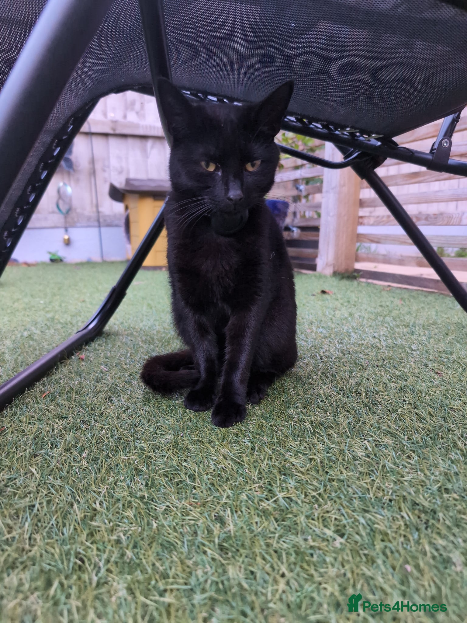 British Shorthair cats Little Arya needs a new home - Advert 4