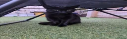 British Shorthair cats for sale: Little Arya needs a new home - Advert 1