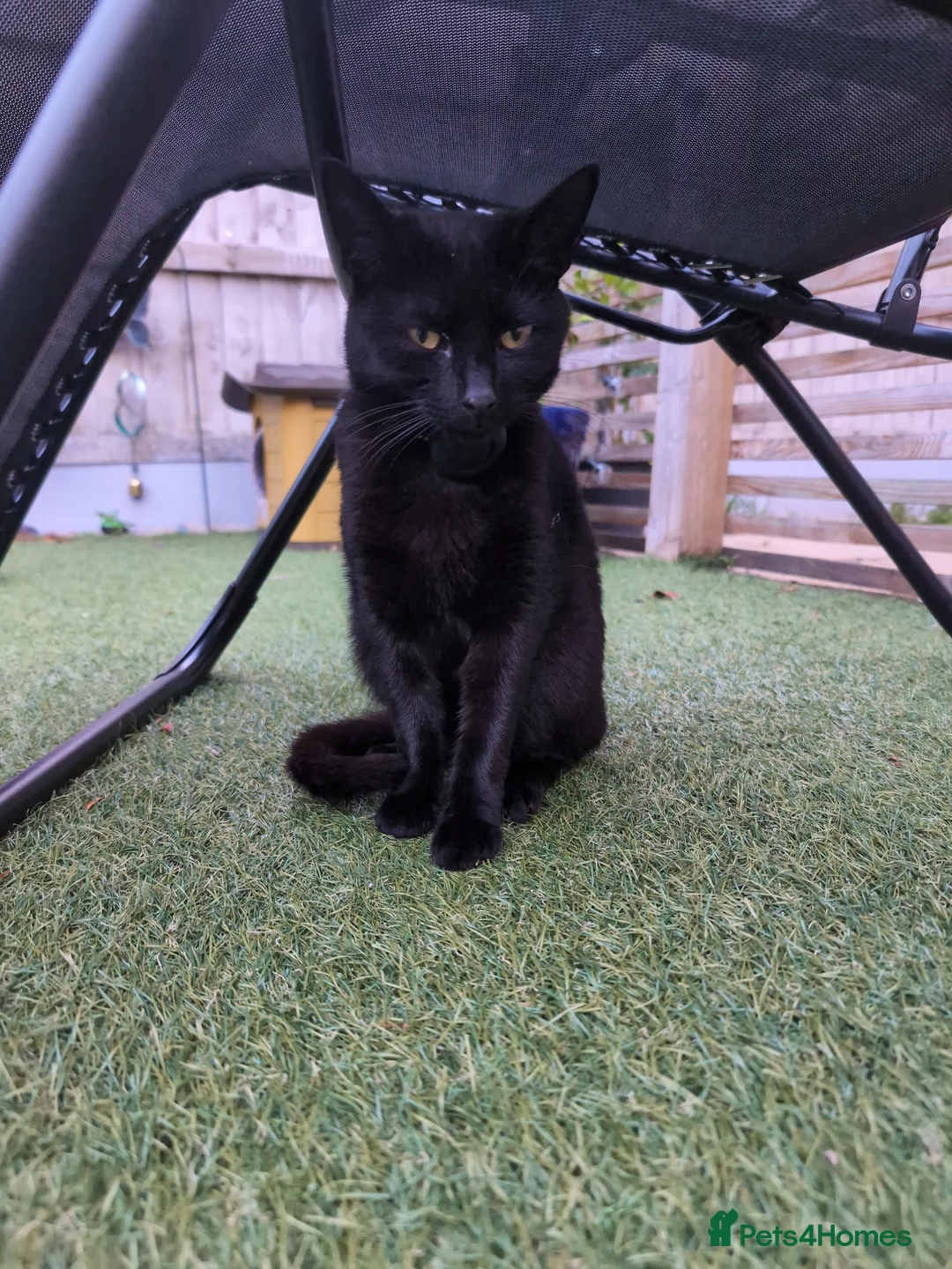 British Shorthair cats for sale: Little Arya needs a new home - Advert 1