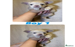 French Bulldog dogs for sale: Fluffy French Bulldog Puppies  - Image 6