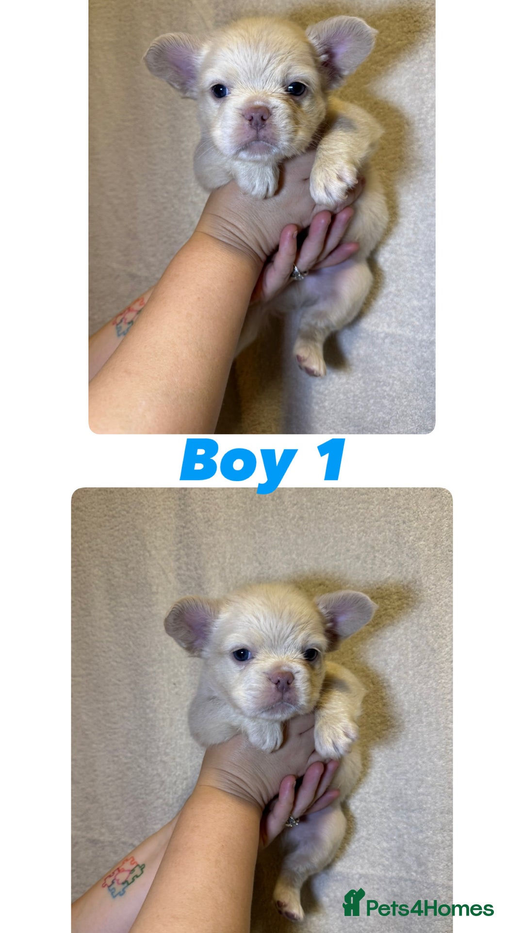 French Bulldog dogs for sale: Fluffy French Bulldog Puppies  - Image 6