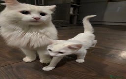 Khao Manee cats for sale: Fully white Khao Manee & Turkish Angora  - Image 7