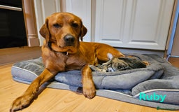 Labrador Retriever dogs for sale: Fox Red Labrador Retriever KC Registered puppies in Wetherby - Image 12