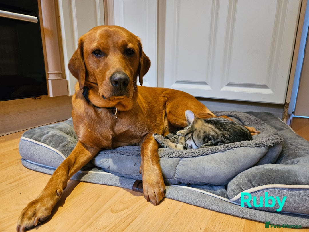 Labrador Retriever dogs for sale: Fox Red Labrador Retriever KC Registered puppies in Wetherby - Image 12