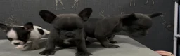 French Bulldog dogs for sale: 2 blue frenchies ready to leave on Friday  - Advert 12