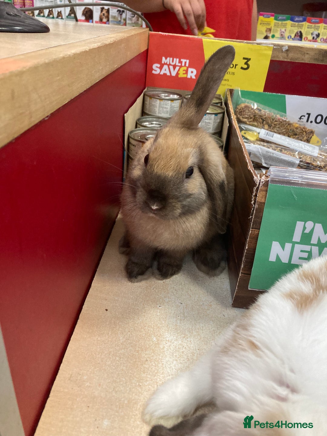 Dwarf Lop rabbits for sale: Two females  - Image 3