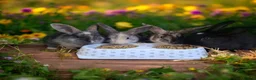 Mixed Breed rabbits for sale: Baby rabbits for sale - Advert 5