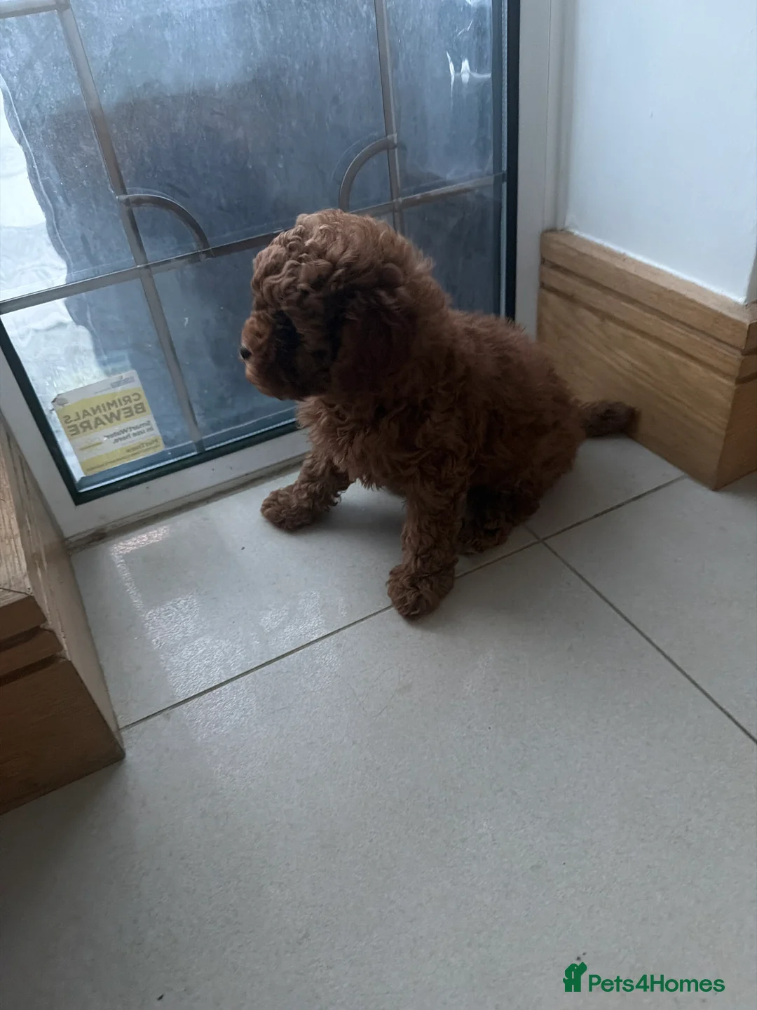 Maltipoo dogs for sale: Beautiful red multipoo for sale 2 boys 1 girl - Advert 4