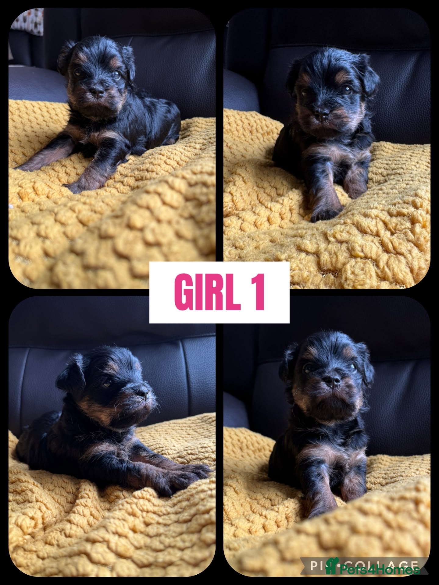 Mixed Breed dogs 1 Lhasapoo x Yorkshire terrier  girl 1 available  - Advert 5