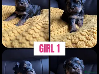 Mixed Breed dogs 1 Lhasapoo x Yorkshire terrier girl 1 available - Advert 5
