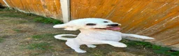 Bichon Frise dogs for stud: STUD KC Registered Bichon Frise Stud - Advert 6