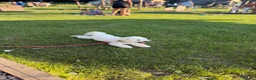 Mixed Breed dogs for adoption: 🤍MICKEY🤍 - A Fluffy Little Boy for a Family🐾 - Advert 29