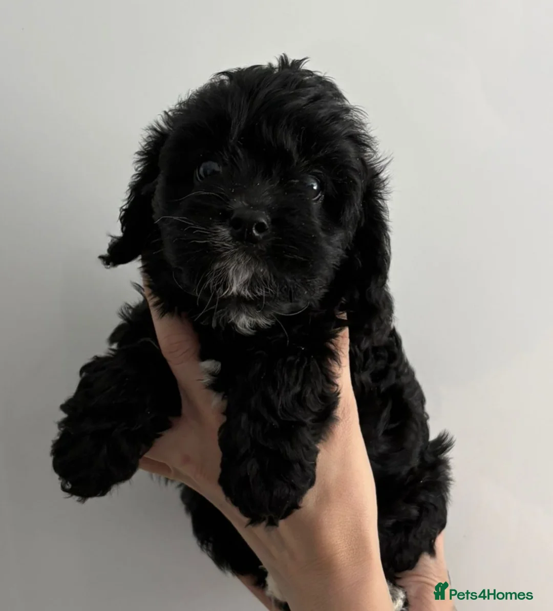 Cavapoo dogs for sale: Beautiful f1 cavapoos - Advert 17