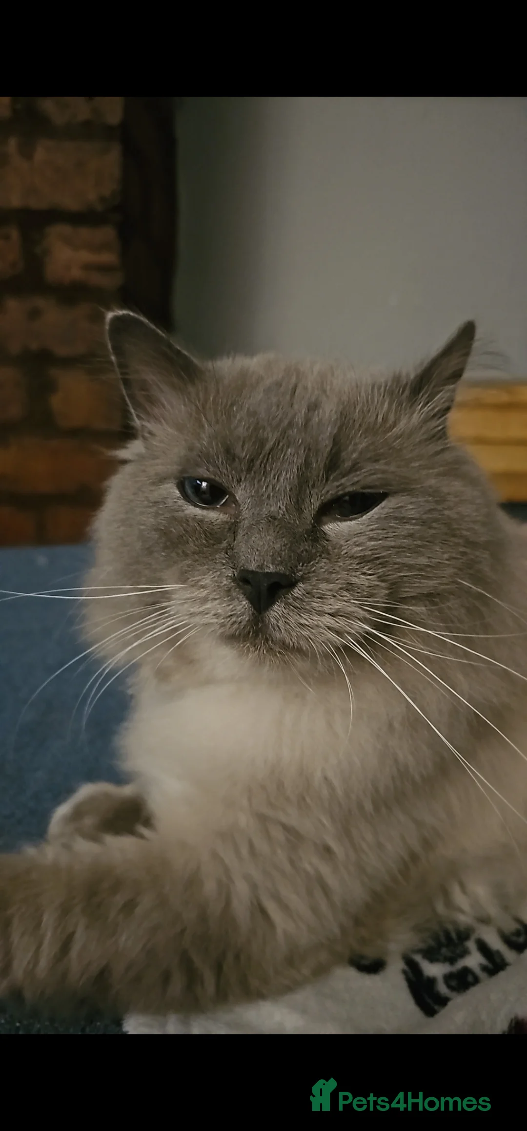 Ragdoll cats for sale: Blue point kittens for sale - Advert 7