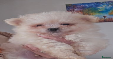 Mixed Breed dogs - Advert 3
