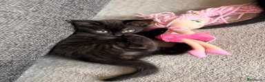 Kitten 1 