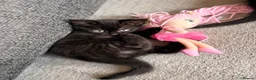 Domestic Shorthair cats for sale: Kittens for sale  - Advert 8