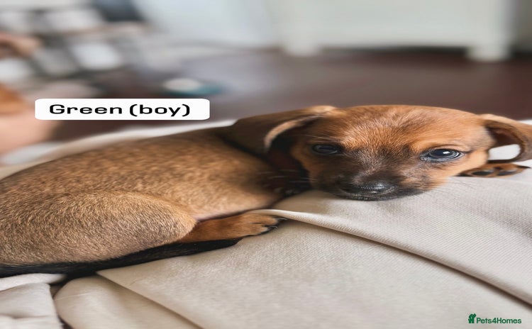 Mixed Breed dogs - Advert 5
