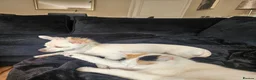 Mixed Breed cats for sale: 2 sisters a year old free in Northolt - Advert 9