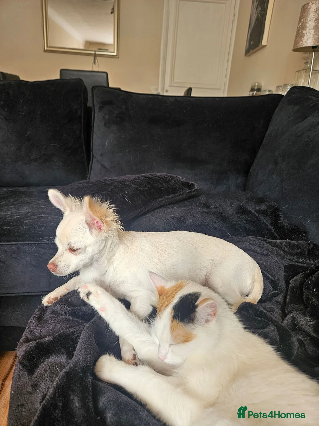 Mixed Breed cats for sale: 2 sisters a year old free in Northolt - Advert 9