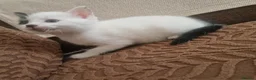 Mixed Breed cats for sale: Beautiful kittens READY TODAY  - Advert 13