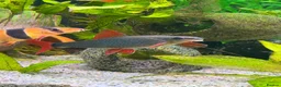 Sharks fish for sale: Rainbow shark  in Prescot - Advert 2